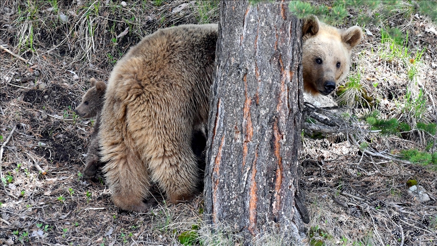 Bear mauls man to death in Russia’s Far East Bear mauls man to death in Russia’s Far East