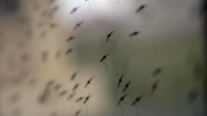 Hundreds protest outbreak of West Nile virus, government inaction in southern Spain