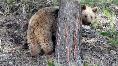Bear mauls man to death in Russia’s Far East