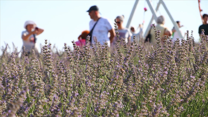 Tekirdağ'da doğal stüdyoya dönüşen renkli tarlalar turizme katkı sağladı 