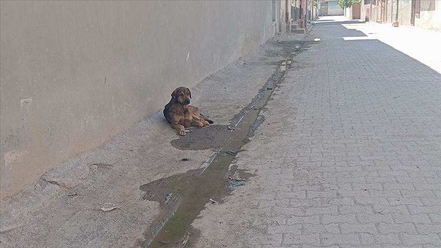 Şanlıurfa'da sahipsiz köpeğin çocukları kovalaması güvenlik kamerasında