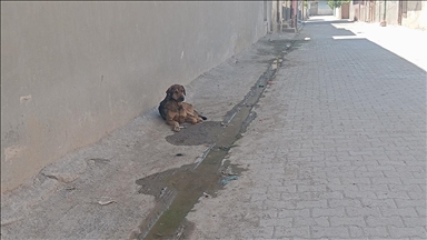 Şanlıurfa'da sahipsiz köpeğin çocukları kovalaması güvenlik kamerasında