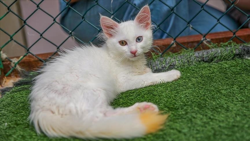 Türkiye : les chats de Van, une particularité qui veut s'étendre au monde