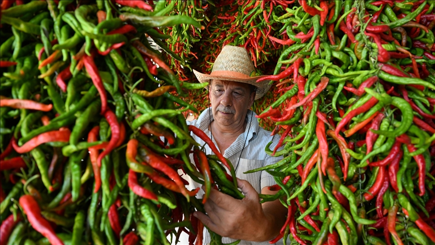 Tava ciğerinin garnitürü Karaağaç acı biberinin kurutma süreci başladı