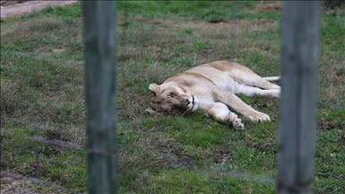 Western hunts push Africa’s remaining 23,000 captive lions to extinction