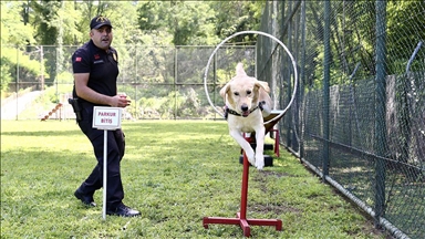 Jandarmanın dedektör köpekleri eğitimlerle göreve hazırlanıyor