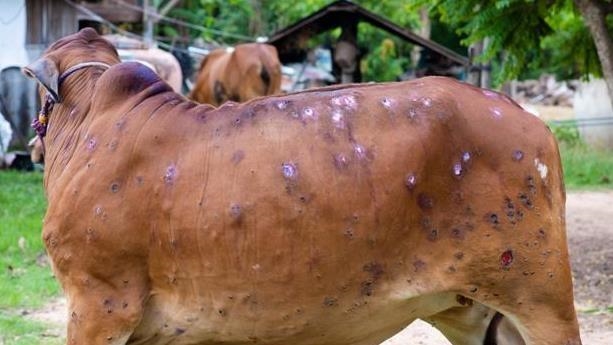 South Korea records 1st case of lumpy skin disease in cattle this year