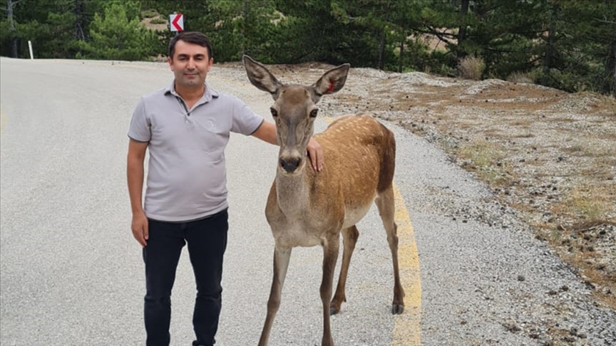 Salda Gölü çevresine salınan kızıl geyikler görüntülendi 