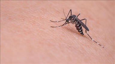 France : Trois cas d’infection au virus du Nil occidental identifiés dans le Var