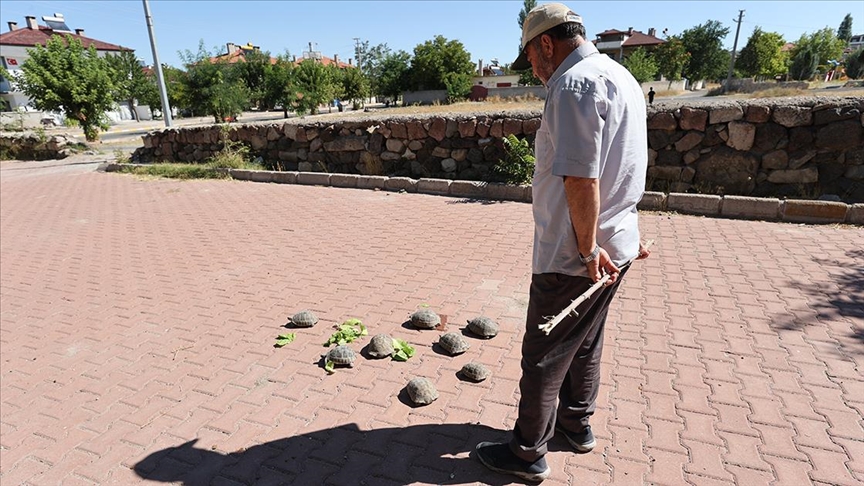 Acıgöllü "kaplumbağa terbiyecisi" cami bahçesindeki 30 kaplumbağayı besliyor