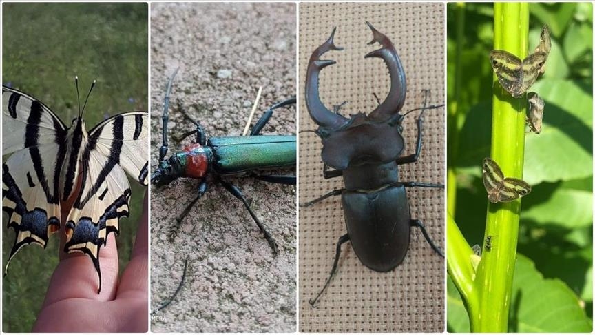 Rising temperatures in Türkiye fueling insect population growth: Expert Rising temperatures in Türkiye fueling insect population growth: Expert