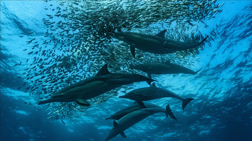 Experts warn of potential decline in South Africa’s sardine migration due to climate crisis