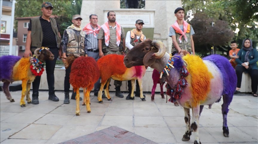 تركيا.. أغنام ملونة تنطلق في موكب بشوراع ولاية دنيزلي