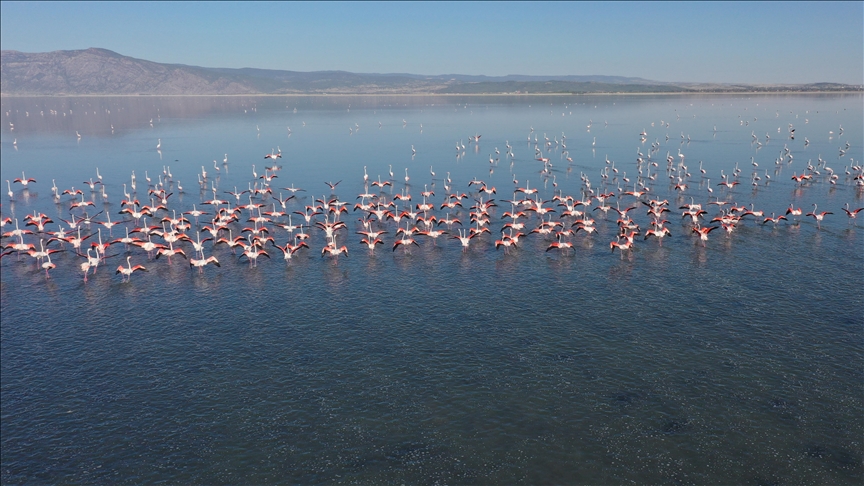 Kuş cenneti olarak bilinen Acıgöl flamingolarla bir başka güzel