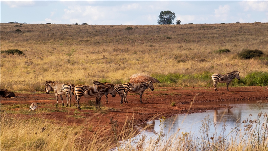 68M struggling with drought in Southern Africa, says SADC