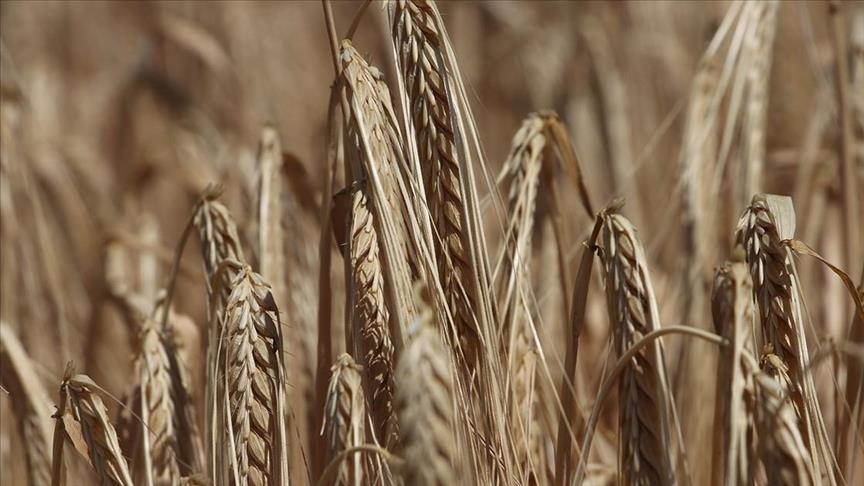 В Казахстане вступил в силу запрет на ввоз пшеницы в республику