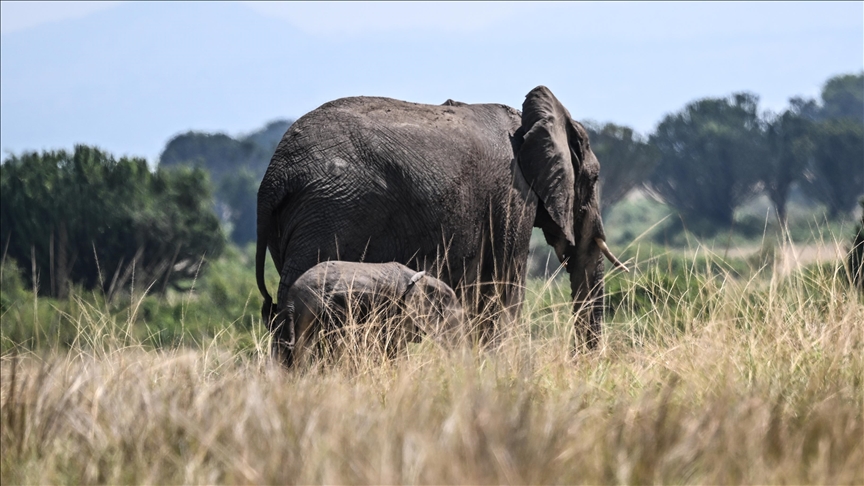 South Africa’s last zoo elephant freed after 4 decades of captivity