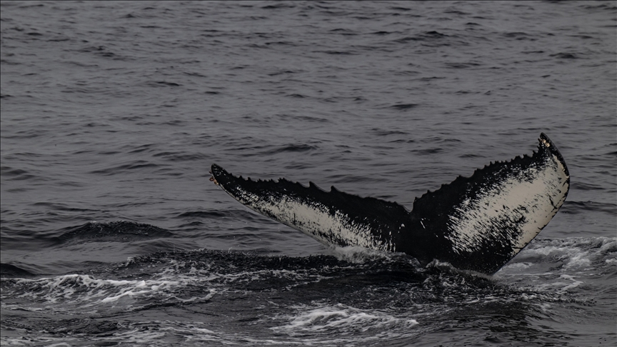 Humpback whales use ‘advanced bubbles’ as software for looking