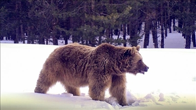 Sweden to kill 20% of its brown bears in yearly hunt