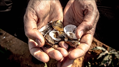 Africa's historic use of seashells as currency: From trade to symbolism