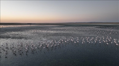 Tuz Gölü'nde bu yıl toplu flamingo ölümü olmadı, 4 bin 300 yavru tespit edildi