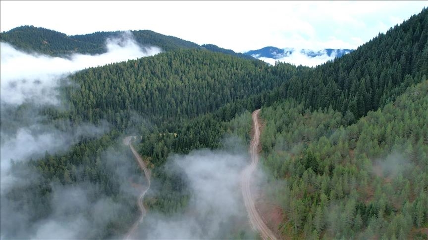 Türkiye’s forest cover increased 7 times more than area burned in 12 years