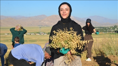 ژنانی وەبەرھێنی یوکسەکۆڤا دەستیان کرد بە دەسکەنەی ئەو نۆکەی چاندبوویان