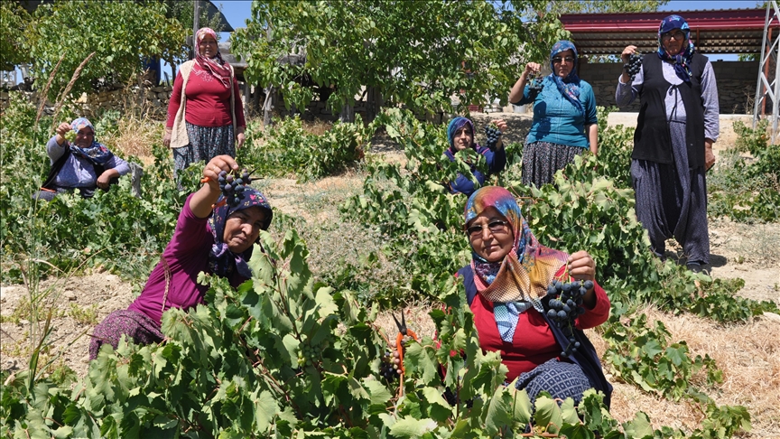 Mersin'de üzüm üreticisinin hasat mesaisi başladı 