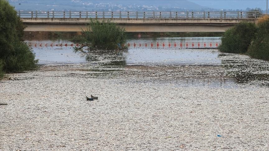 Government under fire as thousands of dead fish wash into Greek port city