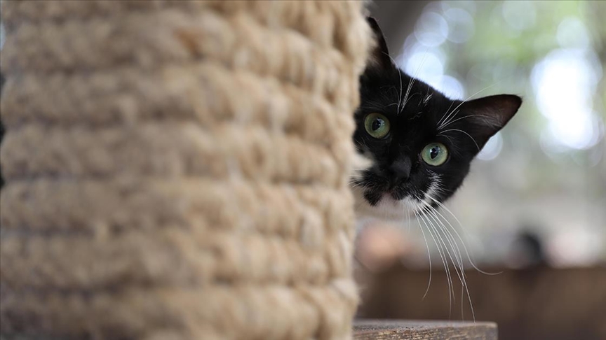 Samsun'daki "Kedi Kasabası"nda kediler için ideal ortam sağlanıyor