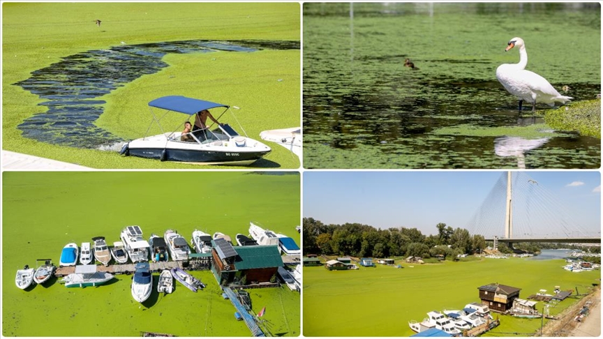Sırbistan'da Sava Nehri alg patlaması nedeniyle renk değiştirdi