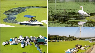 Sırbistan'da Sava Nehri alg patlaması nedeniyle renk değiştirdi