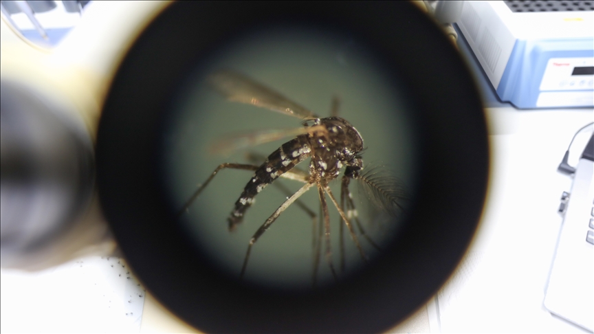 Another death, 463 infections reported as Bangladesh grapples with rising dengue cases Another death, 463 infections reported as Bangladesh grapples with rising dengue cases