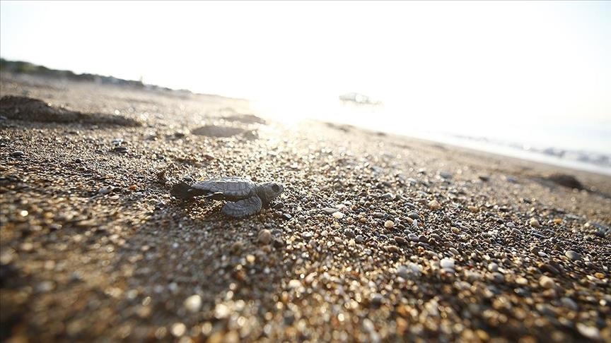 Nests of loggerhead turtles double on Turkish beaches, boosting conservation efforts