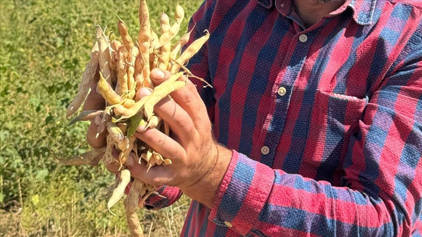 Coğrafi işaretli Çamoluk şeker kuru fasulyesinde hasat başladı