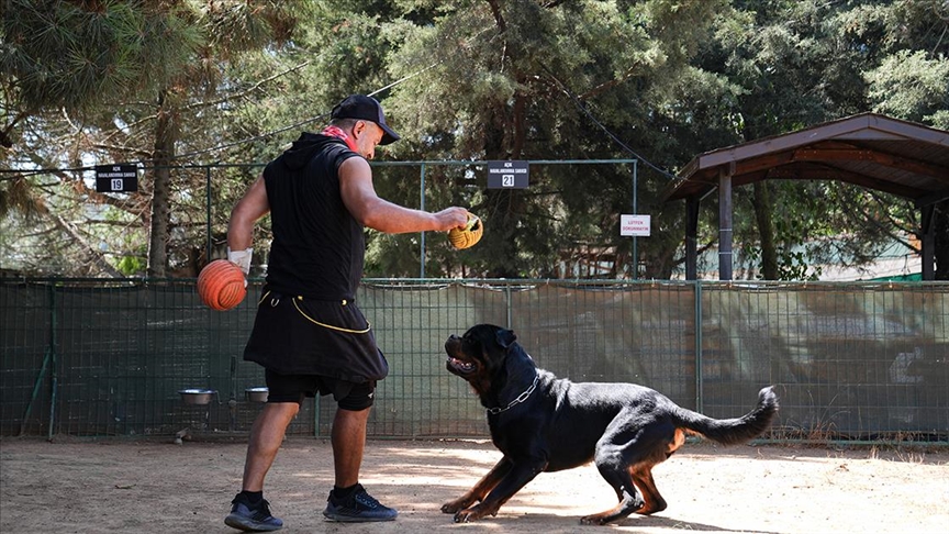 Saldırıdan korunmak için sahipsiz köpeklerin davranışları takip edilmeli