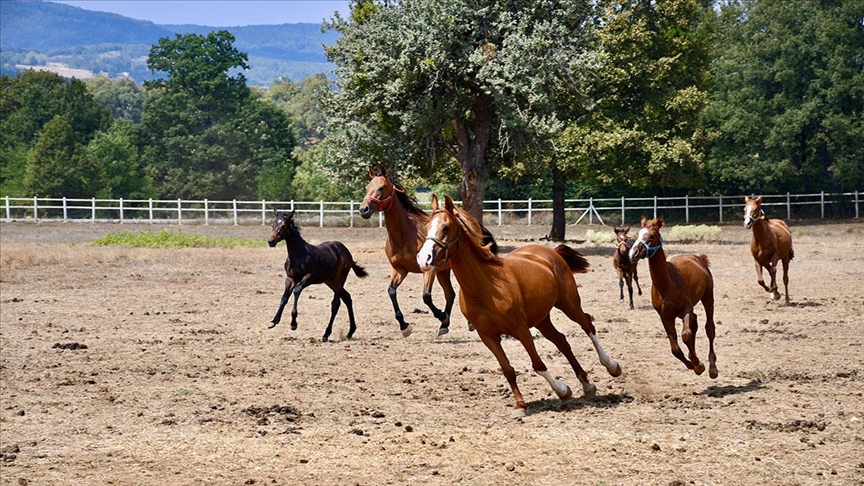 Bilecik'te hara kuran girişimci, yarış atı yetiştiriyor