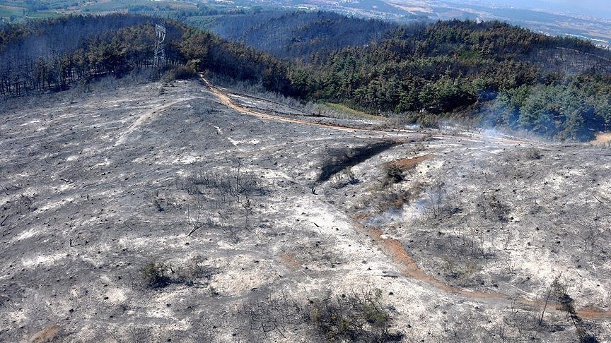 Illegal Israeli settlers set fire to Palestinian olive trees, property in West Bank village