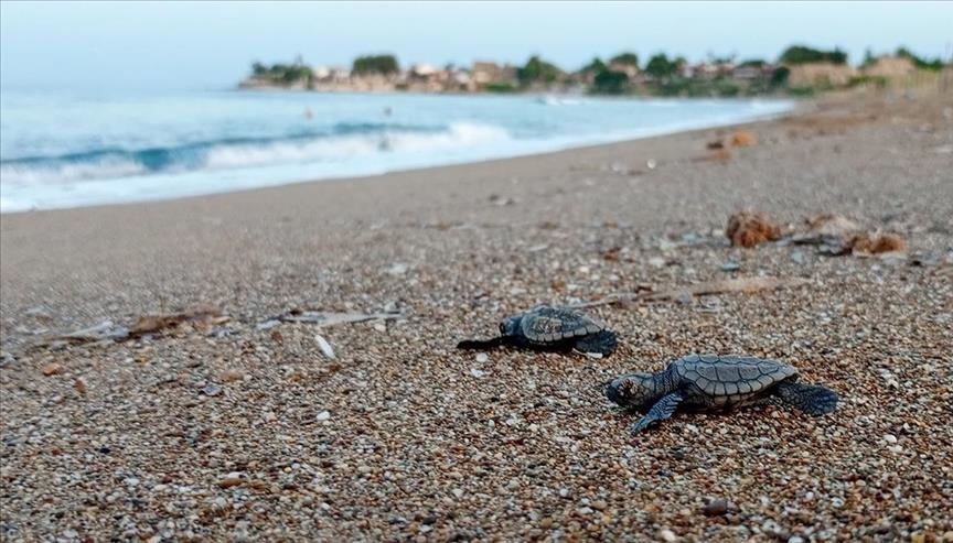 С пляжей Турции в море устремились тысячи новорожденных черепах