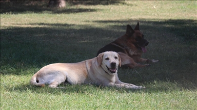 Emekli edilen 3 mayın arama köpeğine özenli bakım