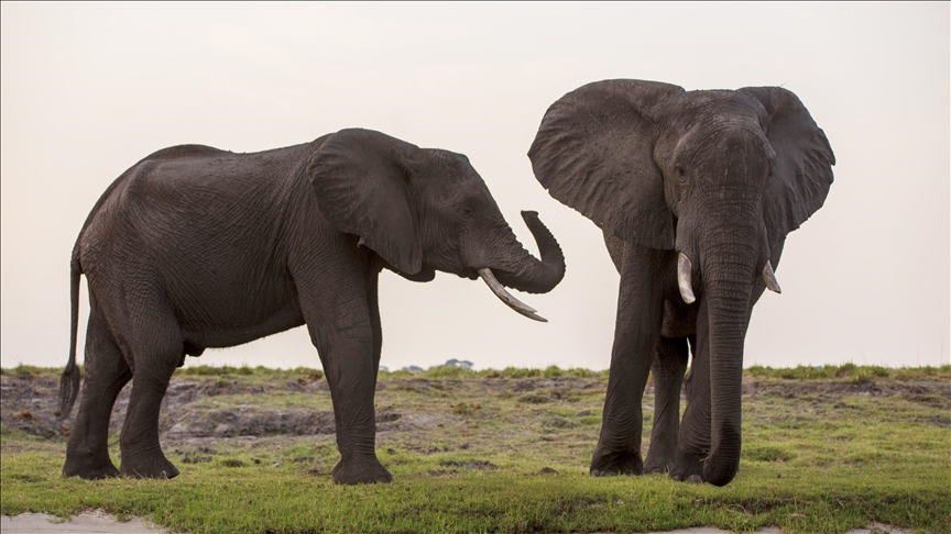 Le Zimbabwe sous le feu des critiques pour le plan d'abattage d'éléphants pour lutter contre les effets de la sécheresse