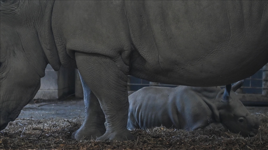 Rhinoceros with broken leg regains mobility after unprecedented operation