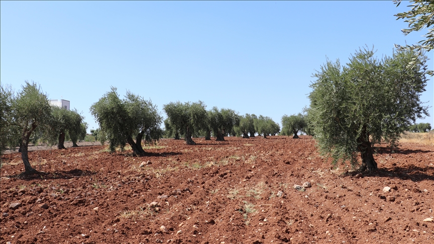 Zeytin hasadında geç kalınmaması uyarısı