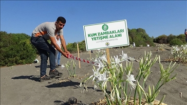 Mersin'de sahilde çiçek açan ve koparılması yasak olan zambaklara sıkı koruma 