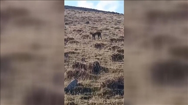 Li Agiriyê werşeqa ku nesle wê ber qelanê ye hat dîtin