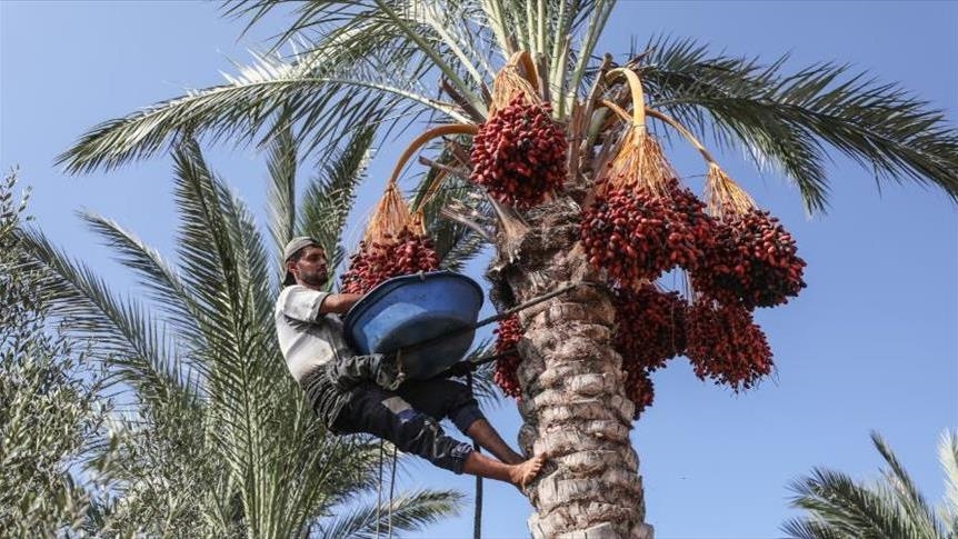 تراجع الجودة والإنتاج.. الحرب تثقل كاهل موسم "البلح" بغزة (تقرير)