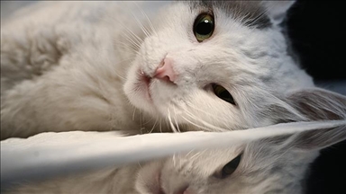 Stem cell therapy brings new hope to cat at risk of blindness