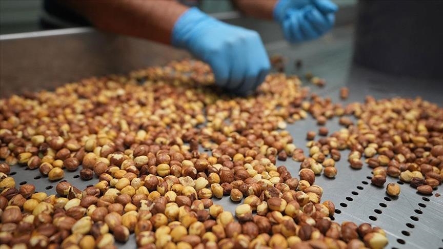 За первый месяц сезона экспорт фундука из Турции составил около 197,6 млн долларов