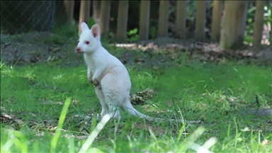 Avustralya'da nadir görülen albino valabi doğdu