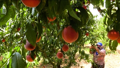 EU registers first Turkish peach variety with protected status